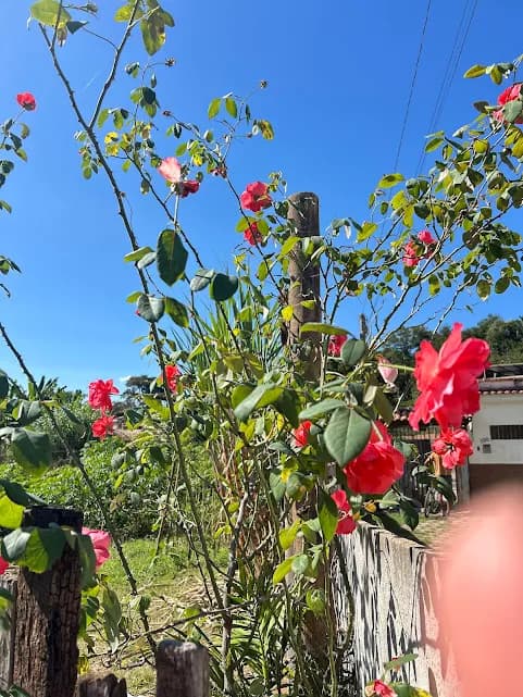 2 Casas / 3 lotes- Mar de Espanha  - Foto 2