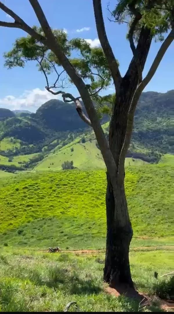 Sítio Mar de Espanha- Saudade- 14,44 alqueires - Foto 7