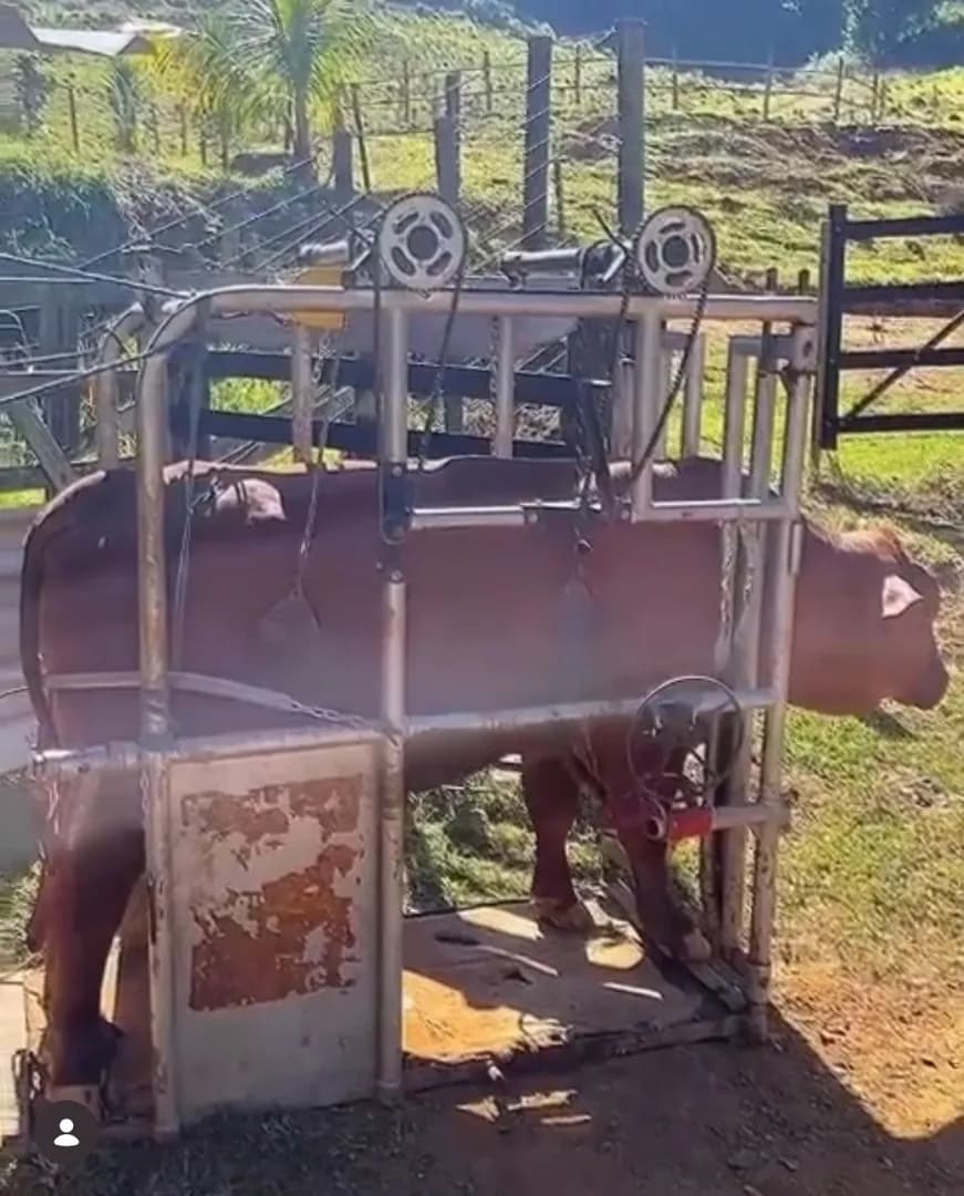 Sítio Mar de Espanha- Saudade- 14,44 alqueires - Foto 13