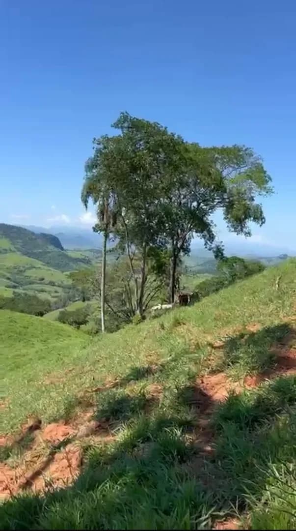 Sítio Mar de Espanha- Saudade- 14,44 alqueires - Foto 8